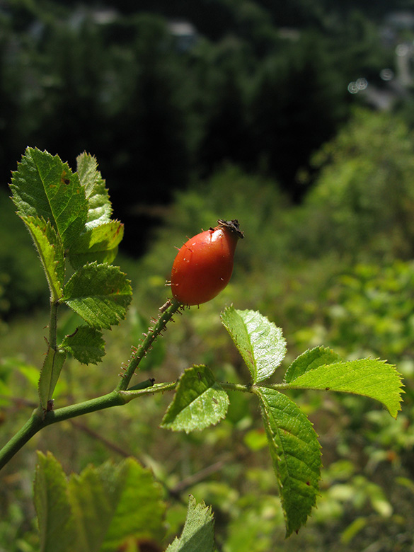 Rosa micrantha