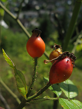 Rosa micrantha