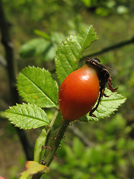 Rosa micrantha