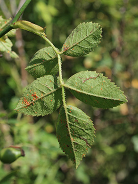 Rosa micrantha