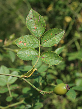 Rosa micrantha
