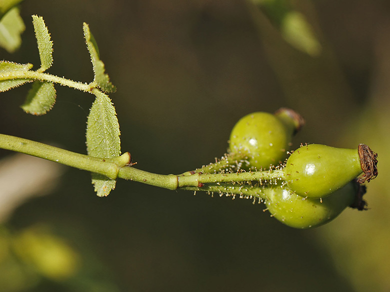 Rosa micrantha
