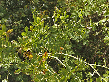 Rosa micrantha