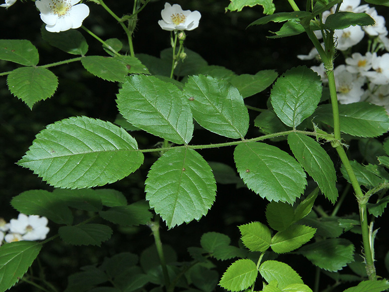 Rosa multiflora