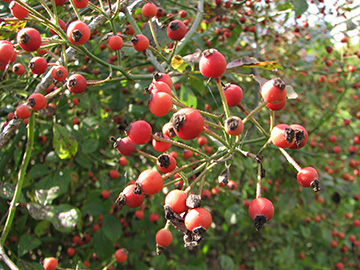 Rosa multiflora