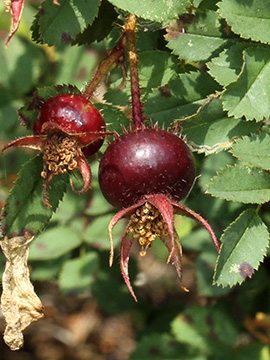 Rosa spinosissima