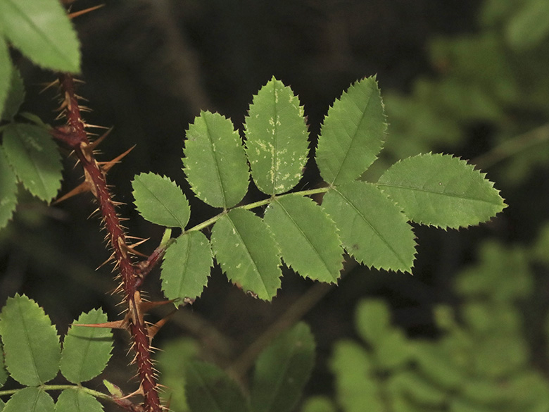 Rosa spinosissima