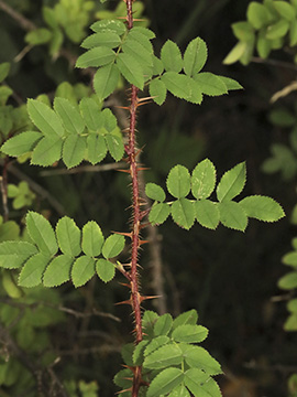 Rosa spinosissima