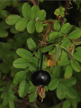 Rosa spinosissima