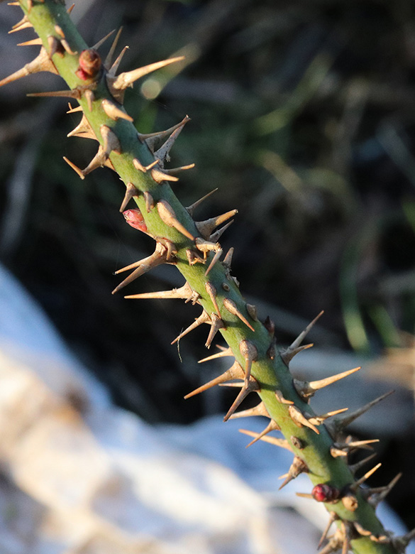 Rosa spinosissima