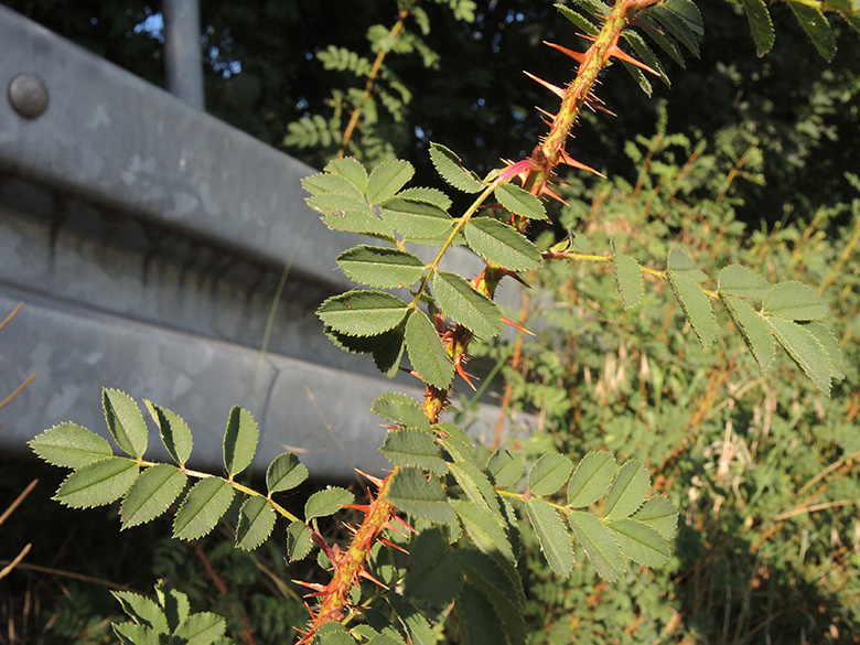 Rosa spinosissima