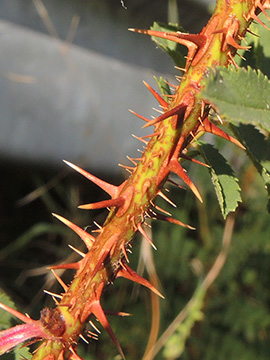 Rosa spinosissima