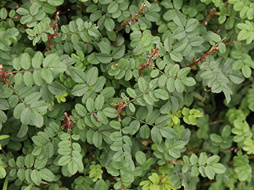 Rosa spinosissima
