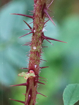 Rosa spinosissima
