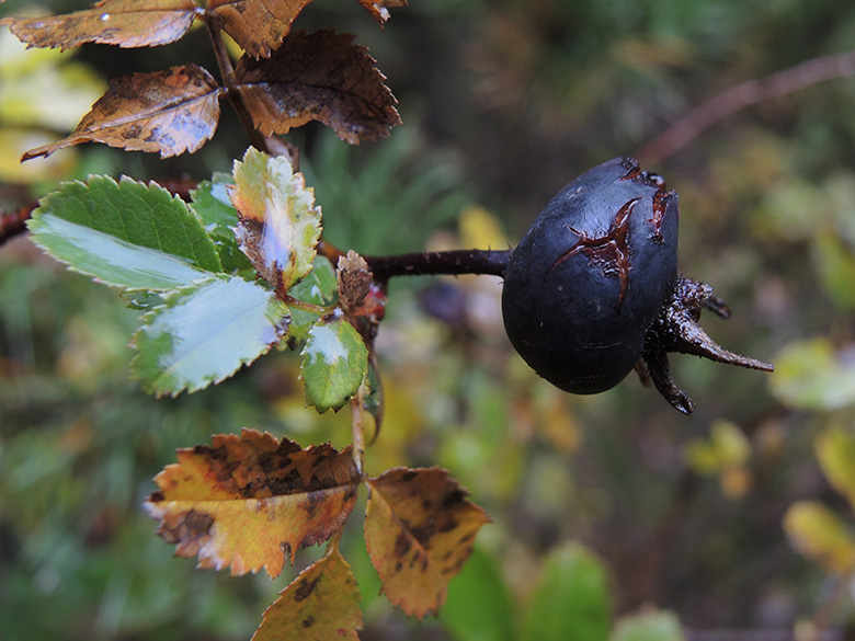 Rosa spinosissima