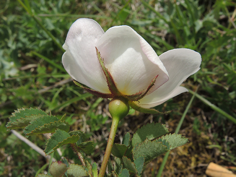 Rosa spinosissima