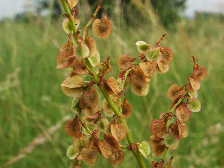 Rumex acetosa