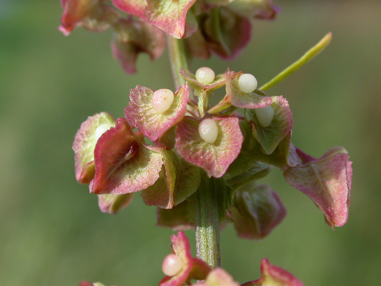 Rumex crispus