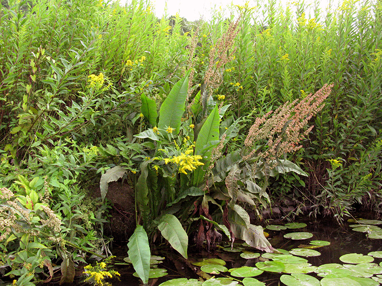 Rumex hydrolapathum