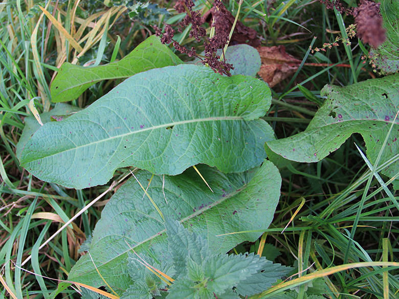 Rumex obtusifolius