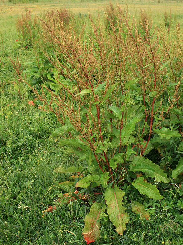 Rumex obtusifolius