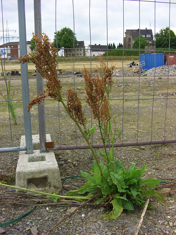 Rumex rugosus