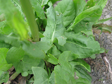 Rumex rugosus