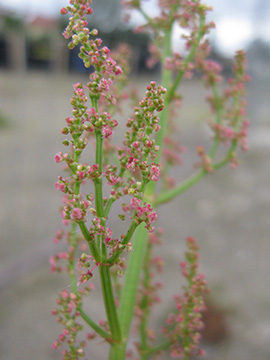 Rumex rugosus
