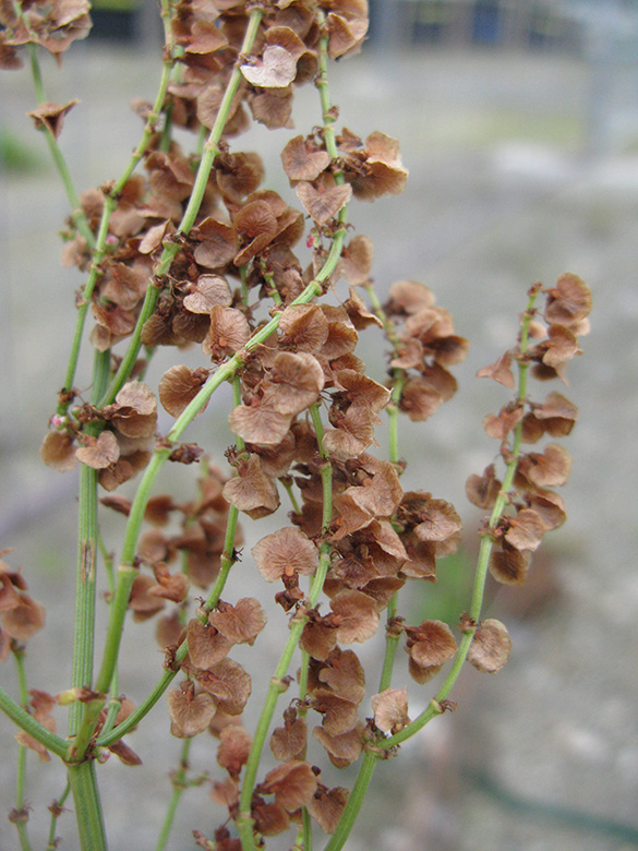 Rumex rugosus