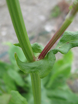 Rumex rugosus
