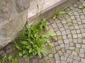 Rumex sanguineus sanguineus