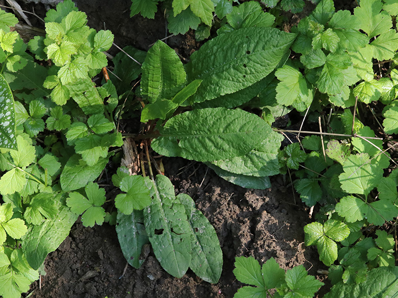 Rumex sanguineus viridis