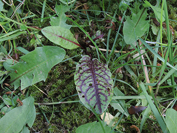 Rumex sanguineus sanguineus