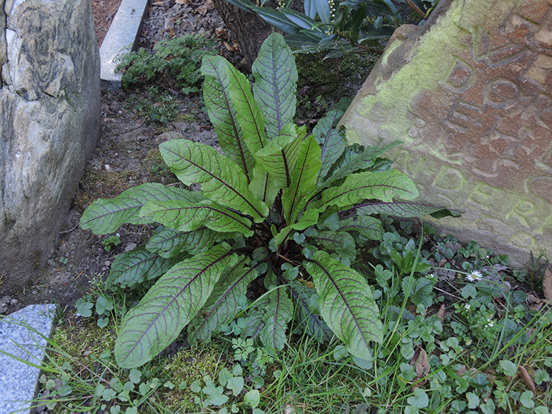 Rumex sanguineus sanguineus