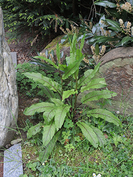 Rumex sanguineus sanguineus