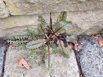 Rumex sanguineus sanguineus