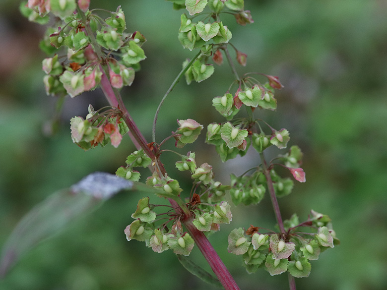 Rumex stenophyllus