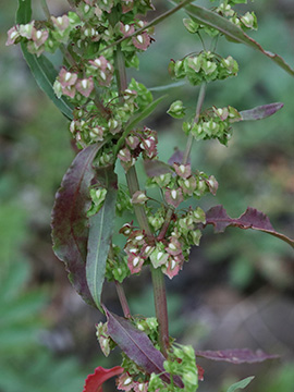 Rumex stenophyllus