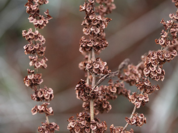 Rumex stenophyllus