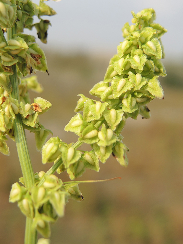 Rumex triangulivalvis