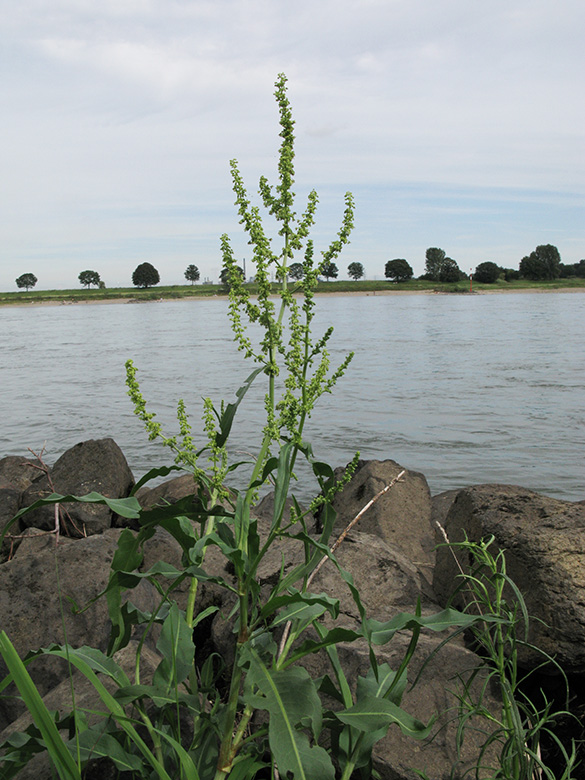 Rumex triangulivalvis