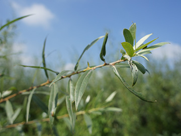 Salix alba