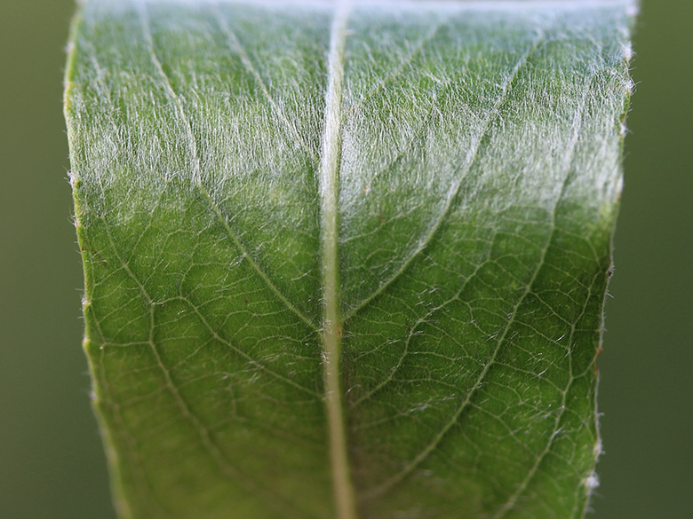 Salix alba