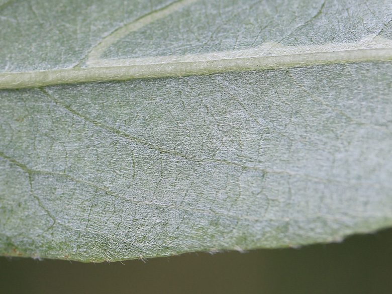 Salix alba