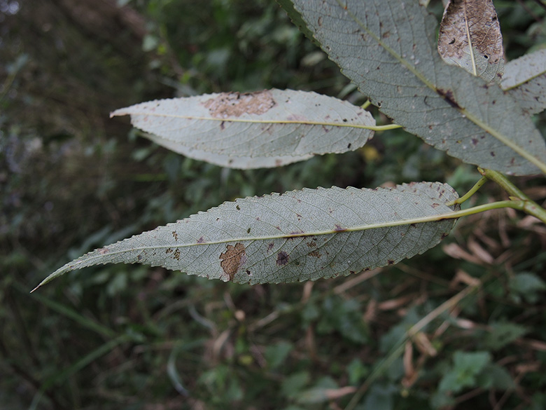 Salix fragilis