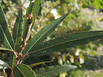 Salix mollissima