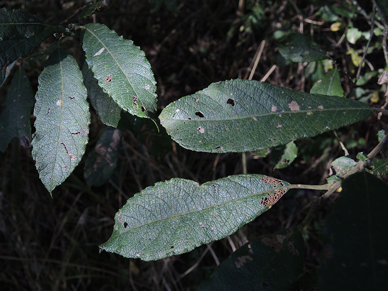 Salix multinervis