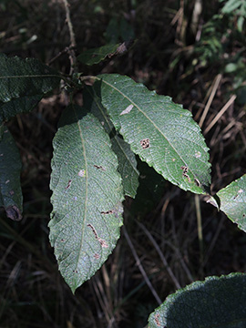 Salix multinervis