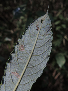 Salix multinervis