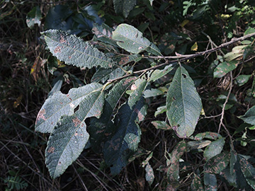 Salix multinervis